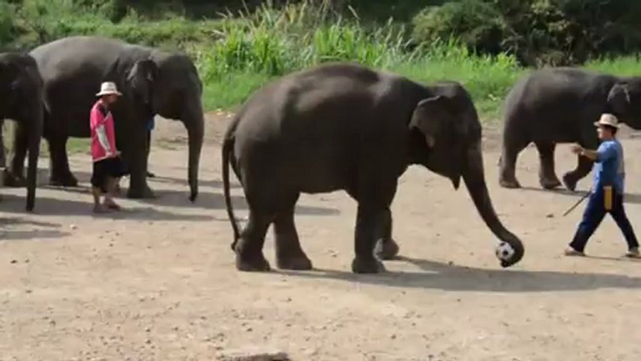 terrible shoot arrière de l'éléphant