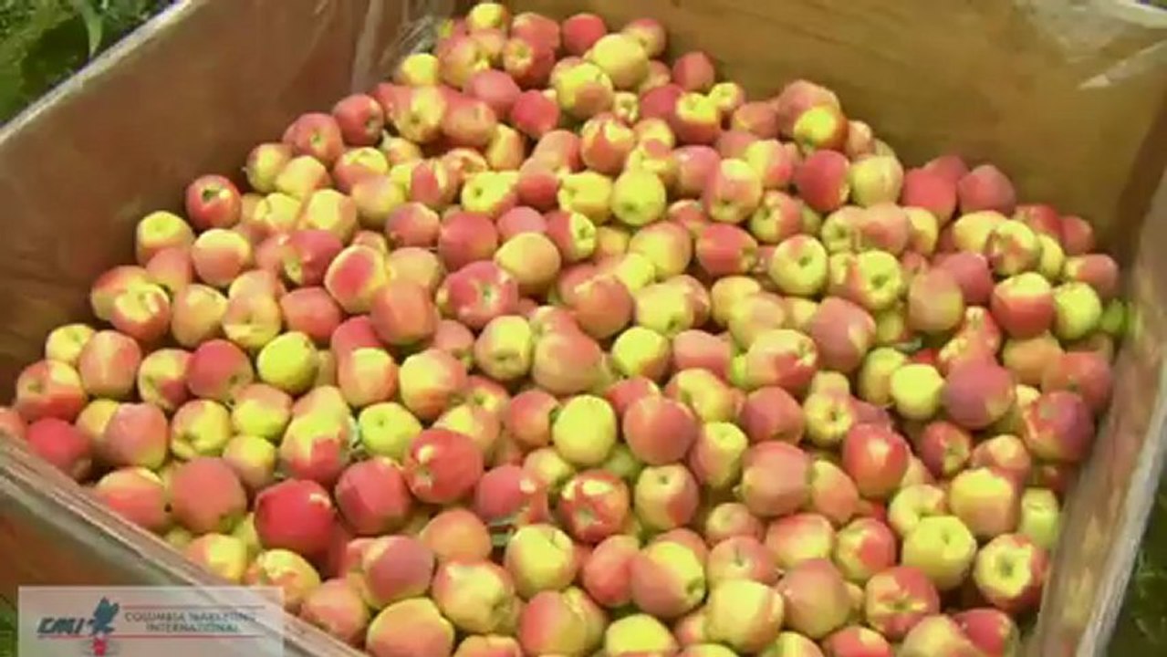bodur elma bahçelerinde meyve toplama,ilaçlama,budama kolaydır