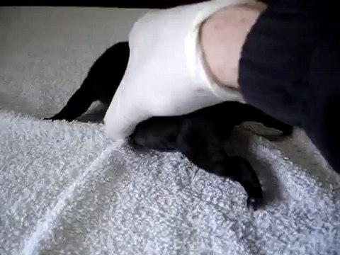 Chiot femelle n1 Elevage Hold up (né le 29/01/2013)