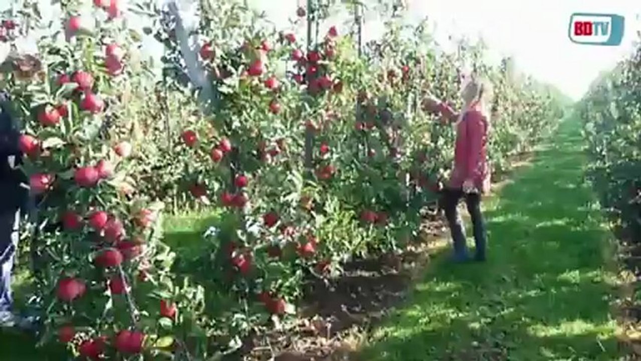 bodur elma yetiştiriciliği