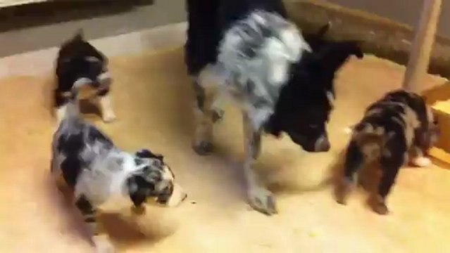 Chiots Dixie X Black / 5 semaines / vidéo 1