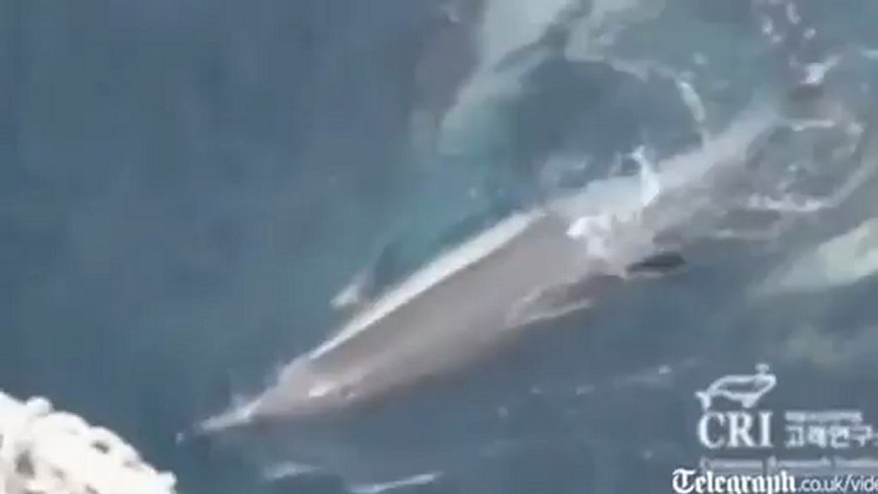 Dolphins