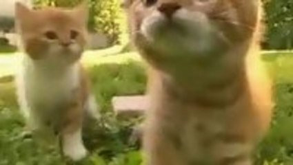 About the Scottish fold!