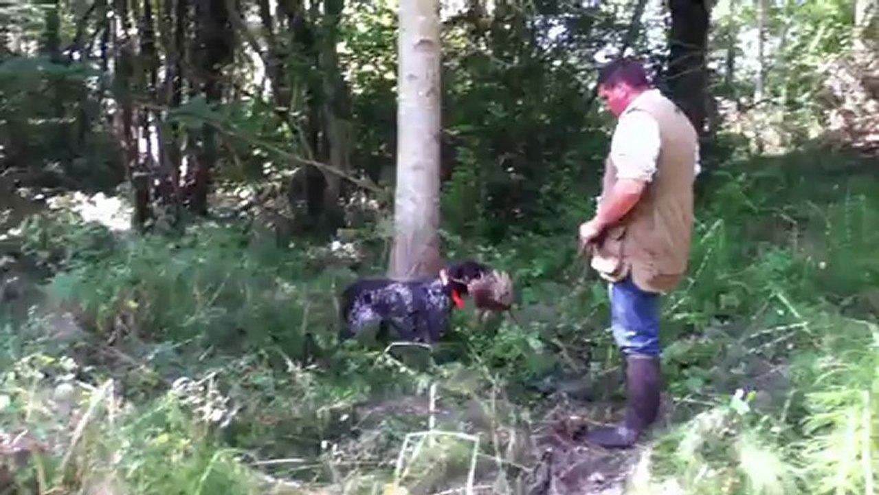 dressage braque allemand field trial