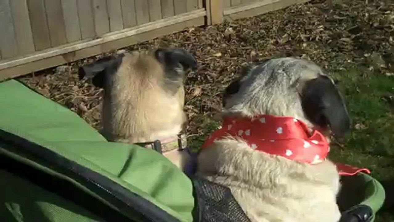 Valentine's Day Pug Love