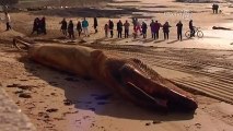 Beached Whale Surprises Residents at French Resort