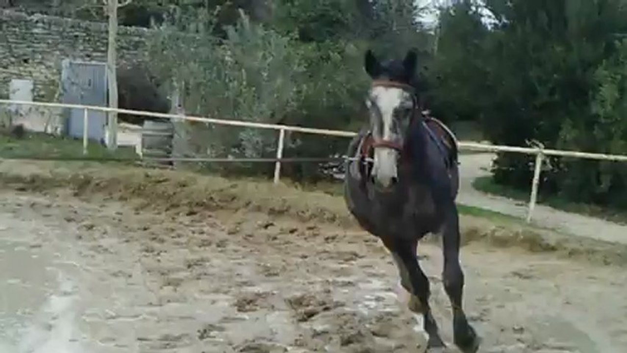 Aibène d'Oregon débourrage selle 1ere