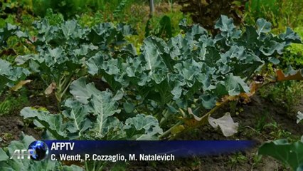 Ecuador debate transgénicos