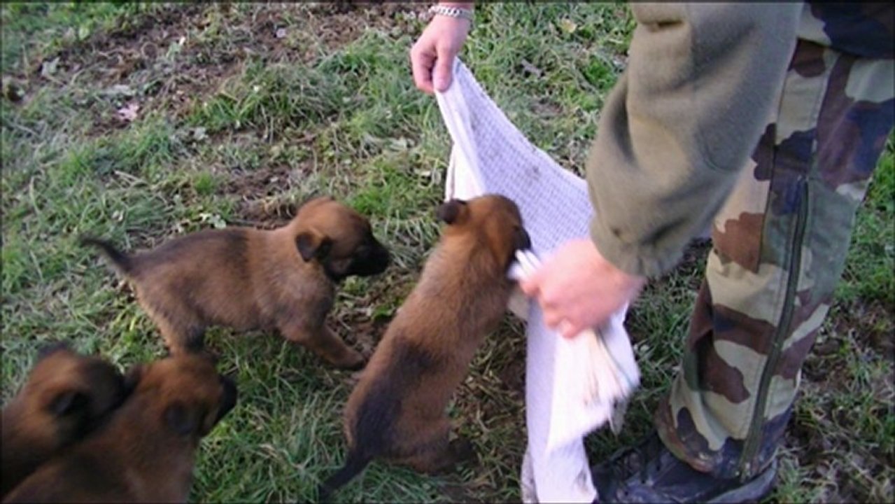 CIPS74 C. Chavand : Débourrage chiots portée 2012