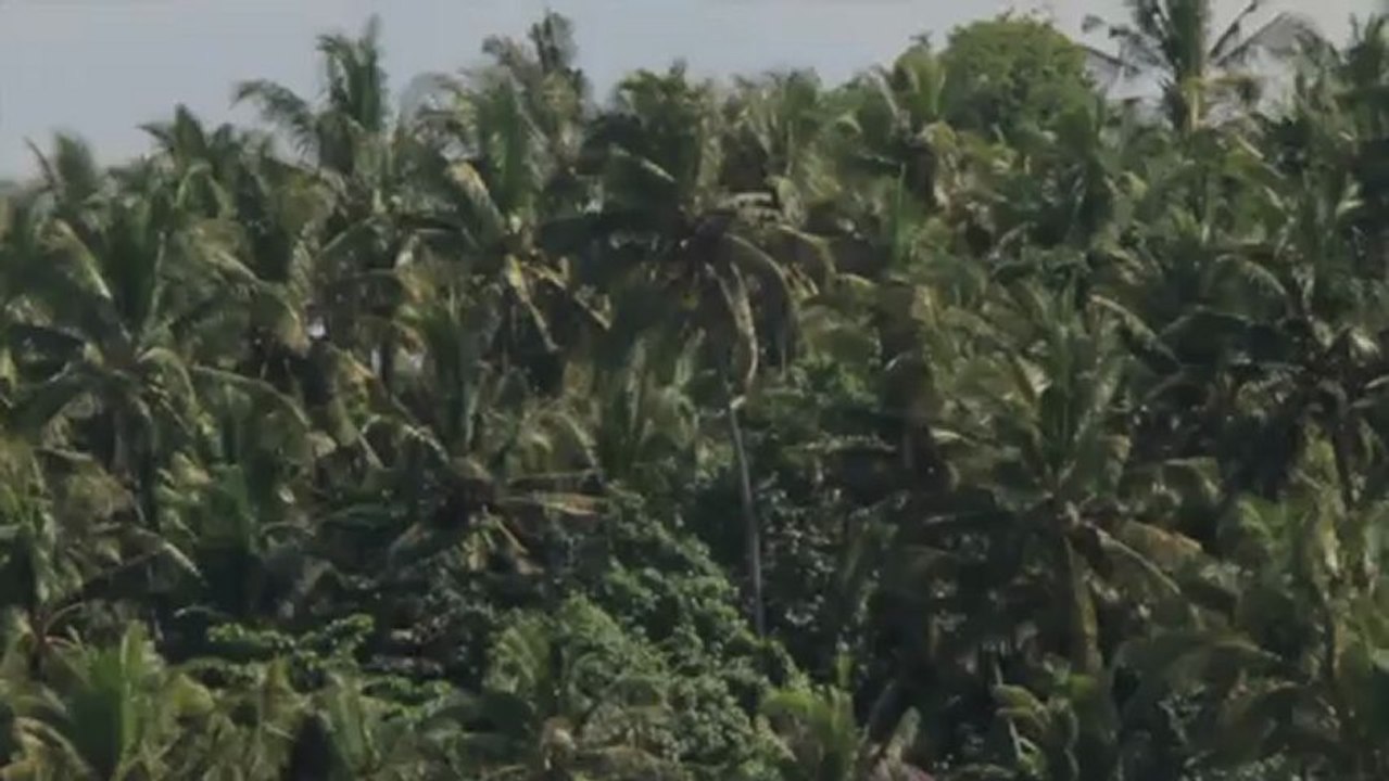 Volcom Stone's | Strange Brains | Zeke Lau