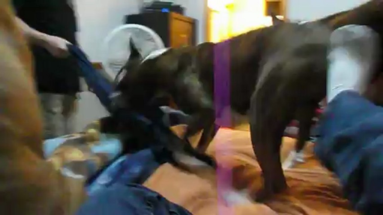 Pan Plays Tug