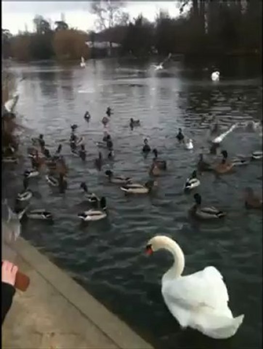 Lac endormi du bois de Vincennes