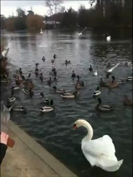 Lac endormi du bois de Vincennes