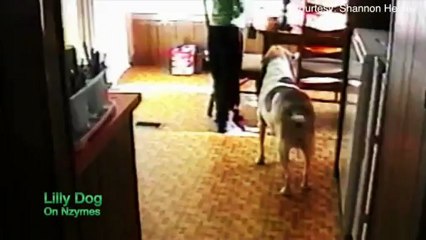 Help for Dog Hip Dysplasia