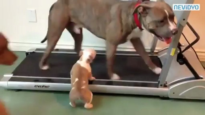 Yavru Pitbull Kosu Bandi Kesfinde Dailymotion Video