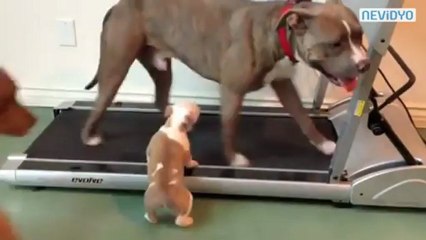 Yavru Pitbull Koşu Bandı Keşfinde