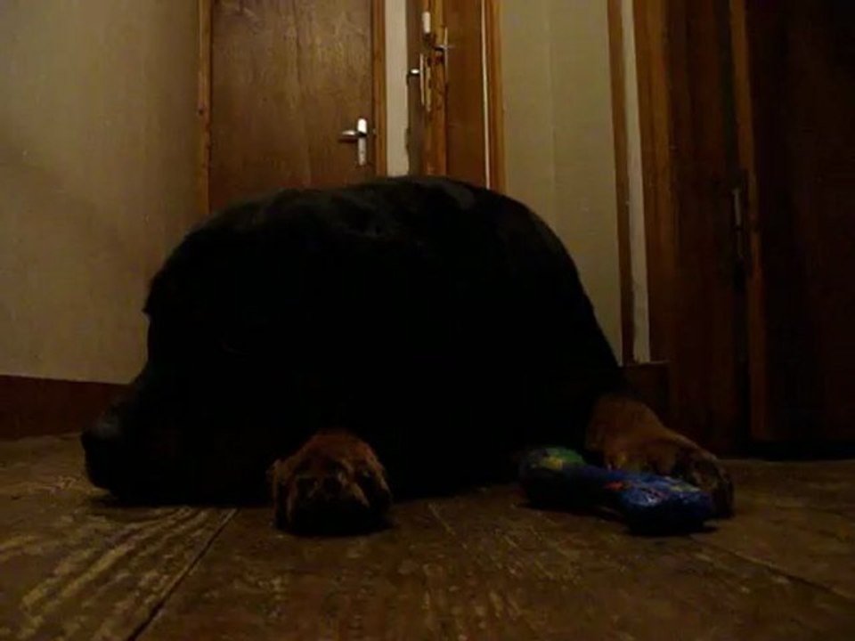 Au secours, un chien DANGEREUX !!!