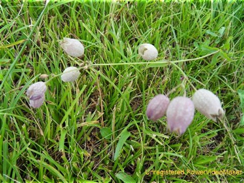 Diaporamas fleurs crée par Suzanne( 3) avec musique-02-01-12-43_wmv