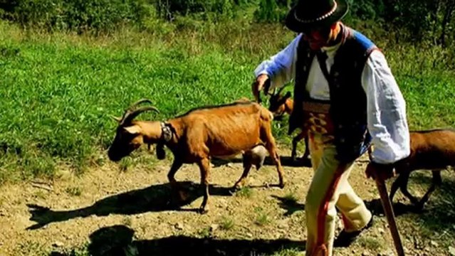 Góralu czy Ci nie żal