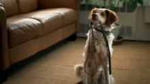 Attention au chien