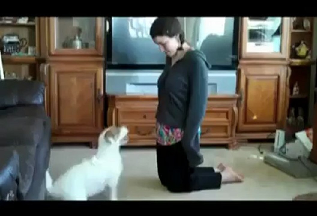 Bu Köpek Herkese Lazım