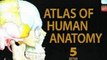 Medicine Book Review: Atlas of Human Anatomy: with Student Consult Access, 5e (Netter Basic Science) by Frank H. Netter MD