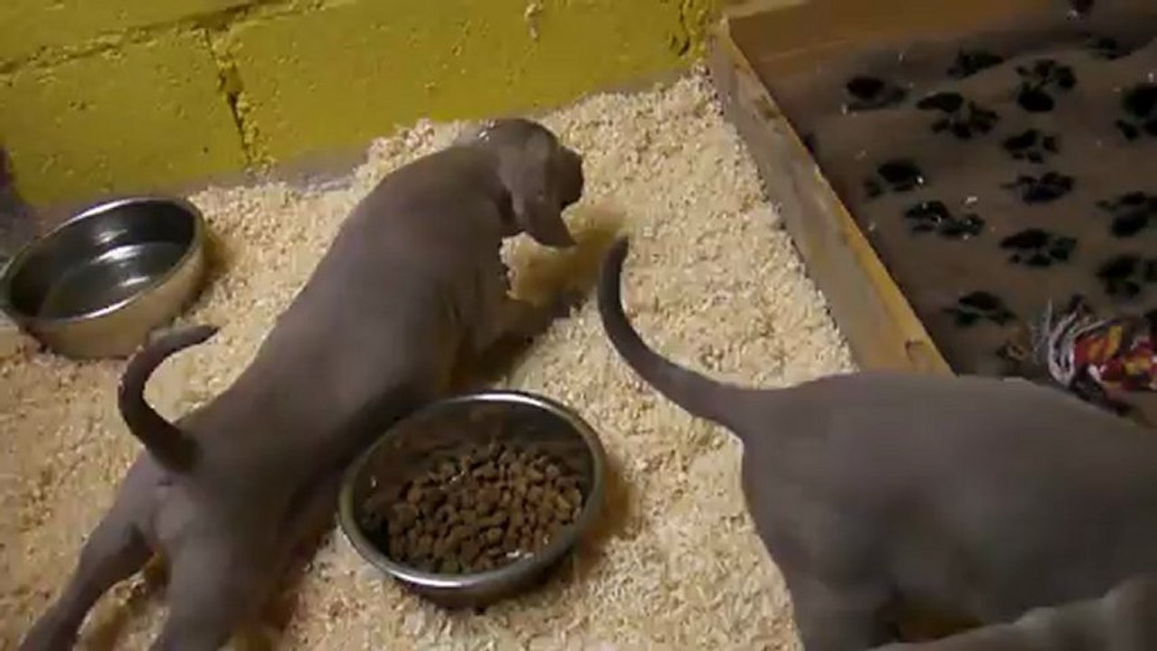 (weimar) Bébés ABSSYS et EDMUND EARL J+41