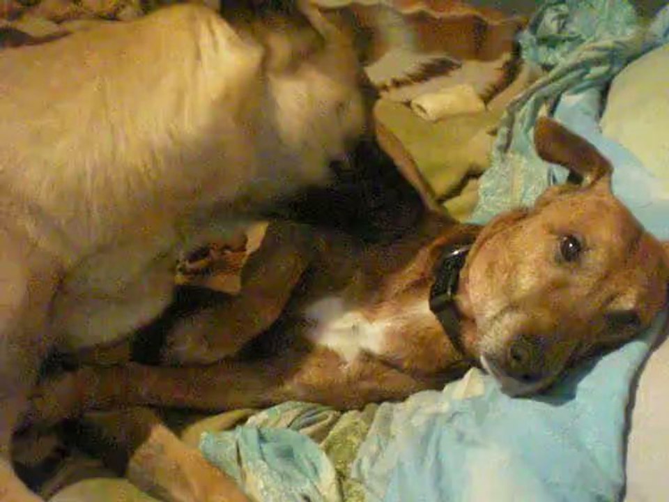 Gala faisant la toilette à Lucky