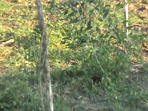 goji berries - goji berry - fructe goji