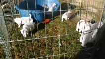 Chiots Jack Russell Terrier 5 semaines - 2 -