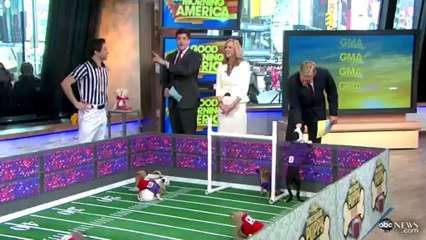 Super Bowl 2013 Puppy Bowl