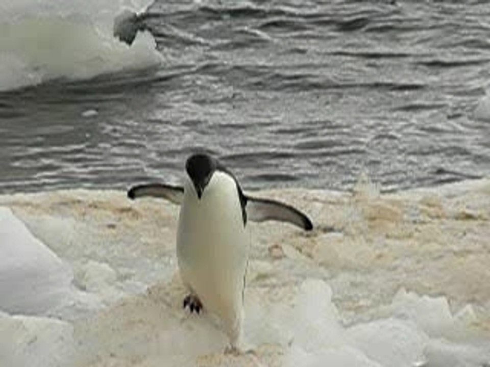 antarctique-pingouins-marche