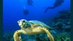 Kids Book Review: Sea Turtles: Amazing Photos & Fun Facts on Animals in Nature (Our Amazing World Series) by Kay de Silva