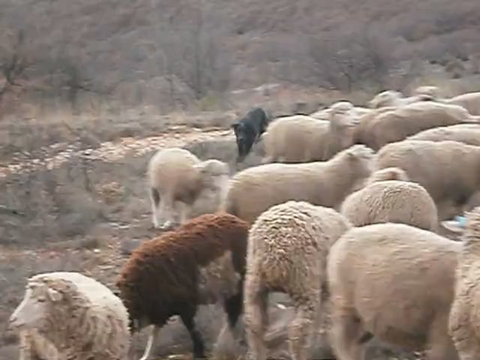 moutonsmerinos