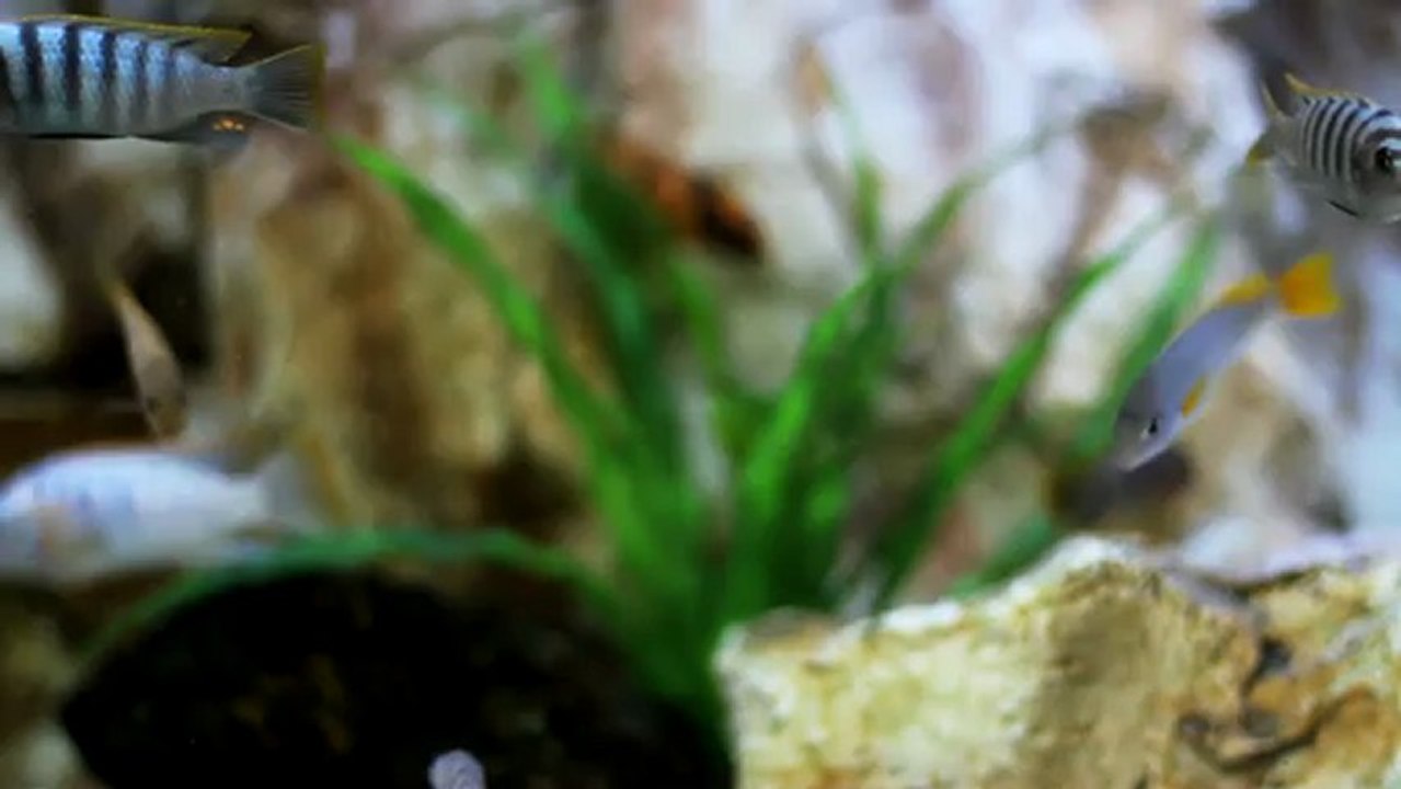 Aquarium - Free HD stock footage