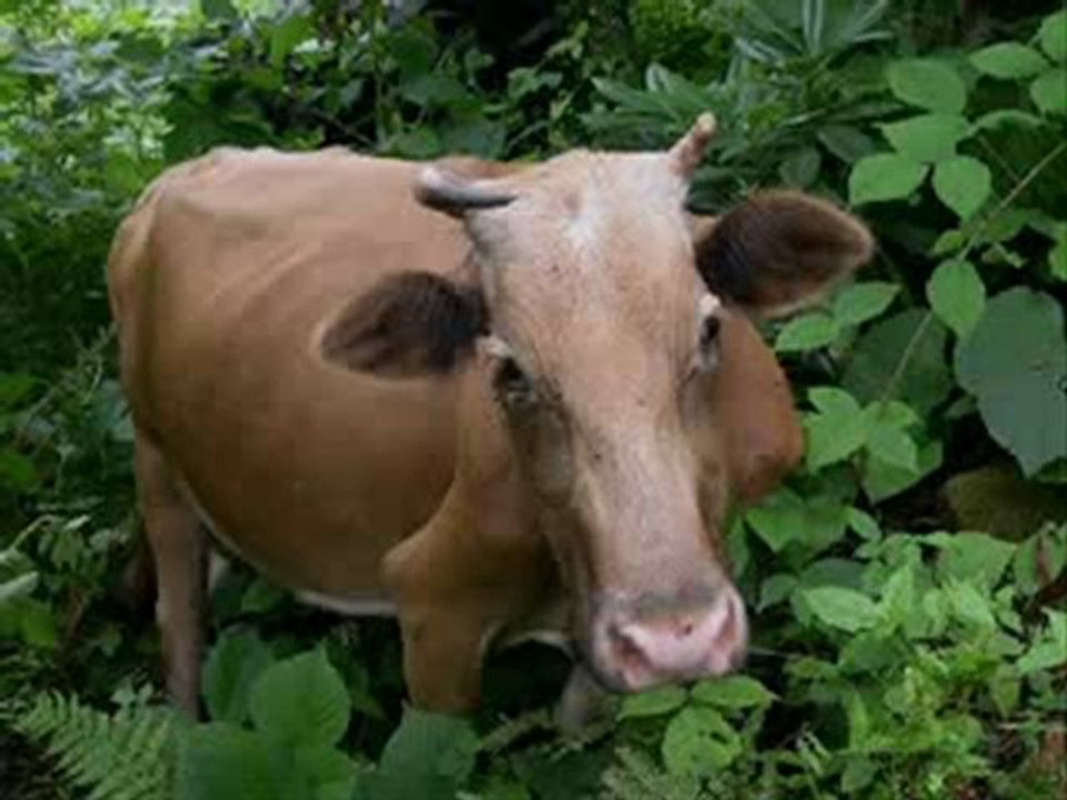 Aşık İhsani Öküzname mp4