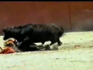 Why Women Should Not Be Bull fighters