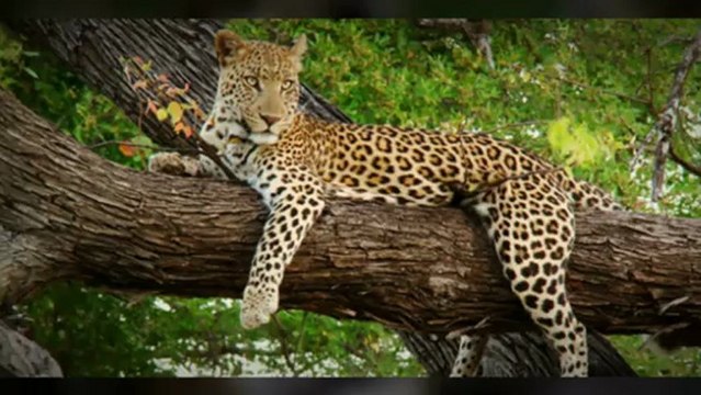 Kerala Tourism - Amazing Provisions to Cherish Your Kerala Tour