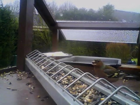 MANGEOIRE 01/02/2013 16h30 :: Pinson des arbres