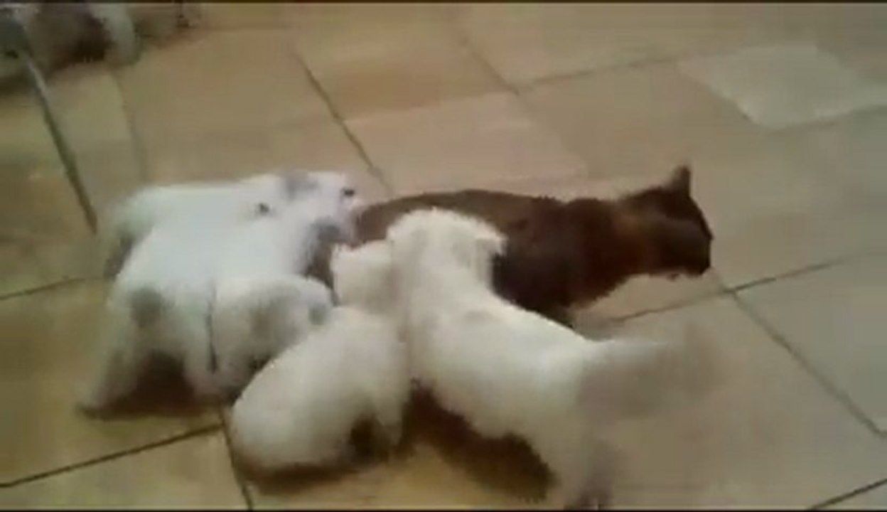 Chiots VS Chat