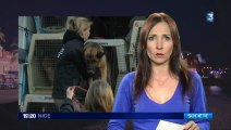 50 chiots maltraités accueillis dans un refuge de Carros