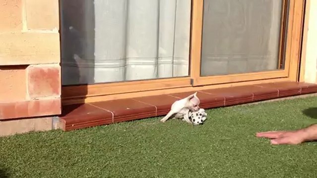 Comprar chihuahua. Criadero de chihuahuas Villa del rey