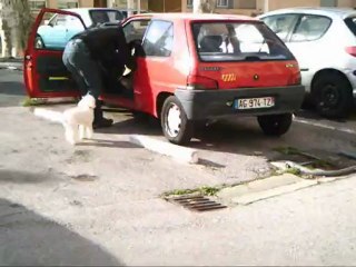 Mon chien flocon est de sortie