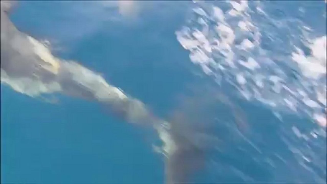 Rencontre avec les dauphins