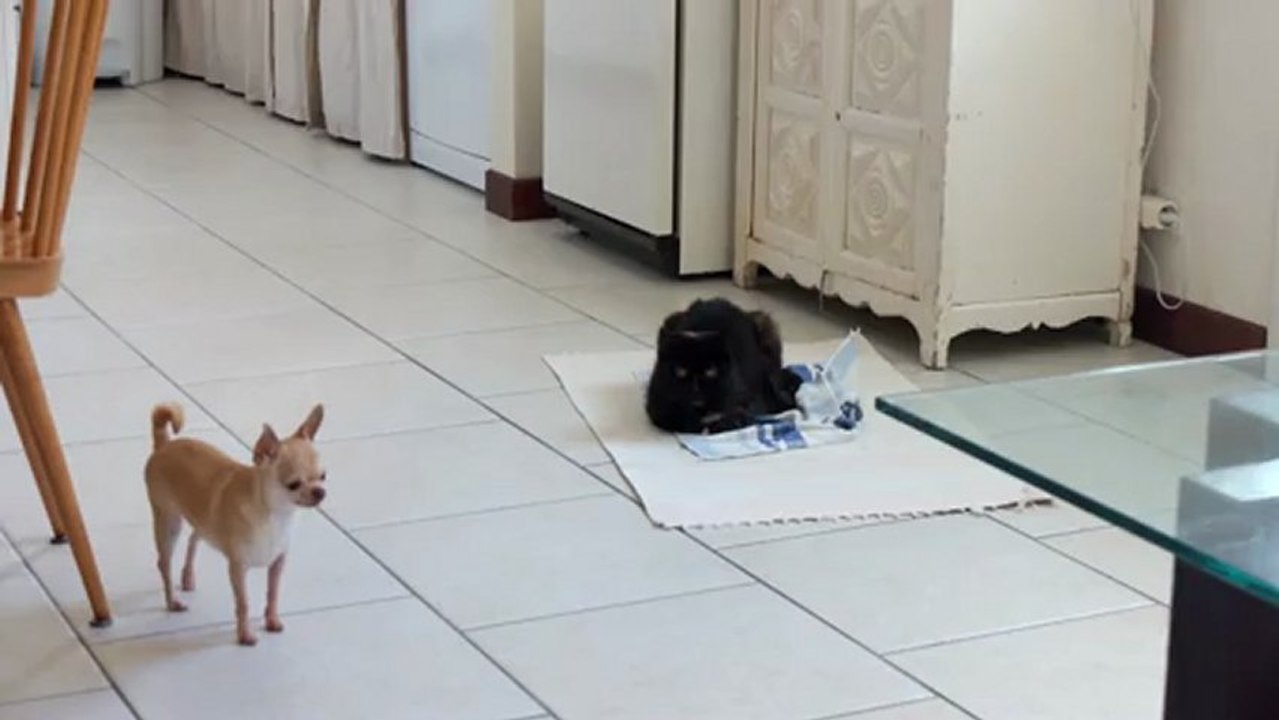 Chihuahua et Exotic Shorthair s'entendent bien !