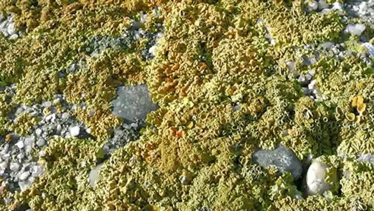 En Première ligne pour un Tsunami