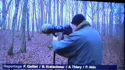 Régis Cavignaux photographe animalier