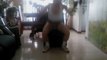 Muscleboy bodyfitness barbell squats & Agachamento livre aerobico part 1