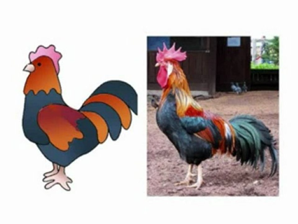 Le cri du coq Vidéo Dailymotion