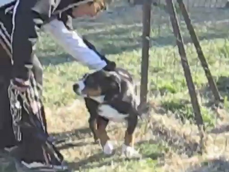 Houba, bouvier d'Appenzell à l'école du chiot le 9 février 2013